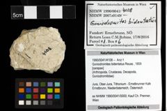 Foto (Objekt + Etiketten) von Goniodromites bidentatus (Reuss, 1859) 